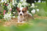 Myla, a female Pembroke Welsh Corgi for sale in Sugarcreek, OH – 6 of 10