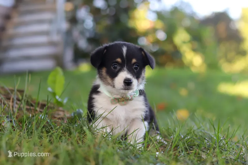 Dakota – Pembroke Welsh Corgi puppy for sale in Sugarcreek, OH