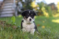 Dakota, a female Pembroke Welsh Corgi for sale in Sugarcreek, OH – 1 of 7