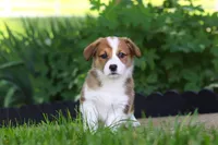Holly, a female Pembroke Welsh Corgi for sale in Sugarcreek, OH – 9 of 10