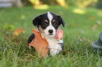 Josie, a female Pembroke Welsh Corgi for sale in Sugarcreek, OH – 9 of 10