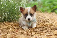 Buddy, a male Pembroke Welsh Corgi for sale in Sugarcreek, OH – 4 of 9
