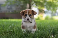 Chase, a male Pembroke Welsh Corgi for sale in Sugarcreek, OH – 7 of 8