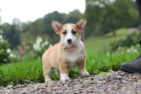 Jules, a female Pembroke Welsh Corgi for sale in Sugarcreek, OH – 9 of 10