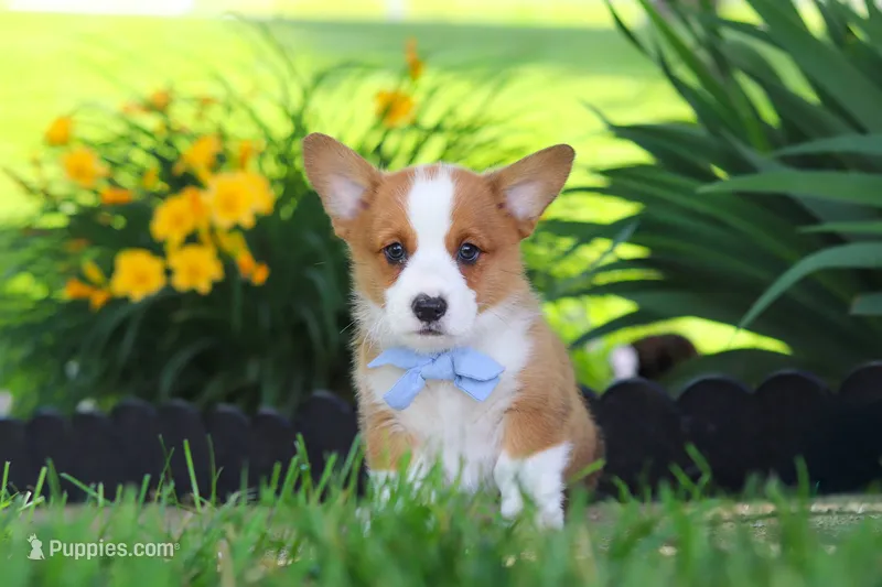 Caleb – Pembroke Welsh Corgi puppy for sale in Sugarcreek, OH