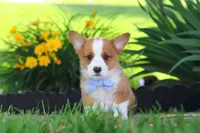 Caleb, a male Pembroke Welsh Corgi for sale in Sugarcreek, OH – 1 of 9