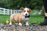 Finley, a male Pembroke Welsh Corgi for sale in Sugarcreek, OH – 5 of 9