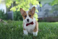 Milo, a male Pembroke Welsh Corgi for sale in Sugarcreek, OH – 3 of 7