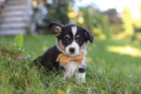 Weston, a male Pembroke Welsh Corgi for sale in Sugarcreek, OH – 4 of 6