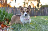 Miranda, a female Pembroke Welsh Corgi for sale in Sugarcreek, OH – Photo 3 of 7