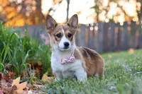 Miranda, a female Pembroke Welsh Corgi for sale in Sugarcreek, OH – Photo 1 of 7