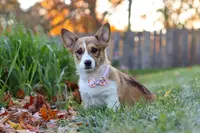 Miranda, a female Pembroke Welsh Corgi for sale in Sugarcreek, OH – Photo 4 of 7