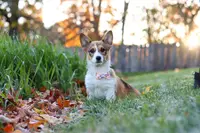 Miranda, a female Pembroke Welsh Corgi for sale in Sugarcreek, OH – Photo 6 of 7
