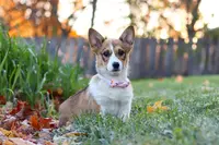 Miranda, a female Pembroke Welsh Corgi for sale in Sugarcreek, OH – Photo 5 of 7