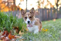 Miranda, a female Pembroke Welsh Corgi for sale in Sugarcreek, OH – Photo 2 of 7