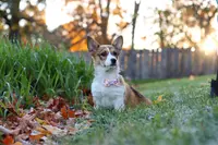 Miranda, a female Pembroke Welsh Corgi for sale in Sugarcreek, OH – Photo 7 of 7