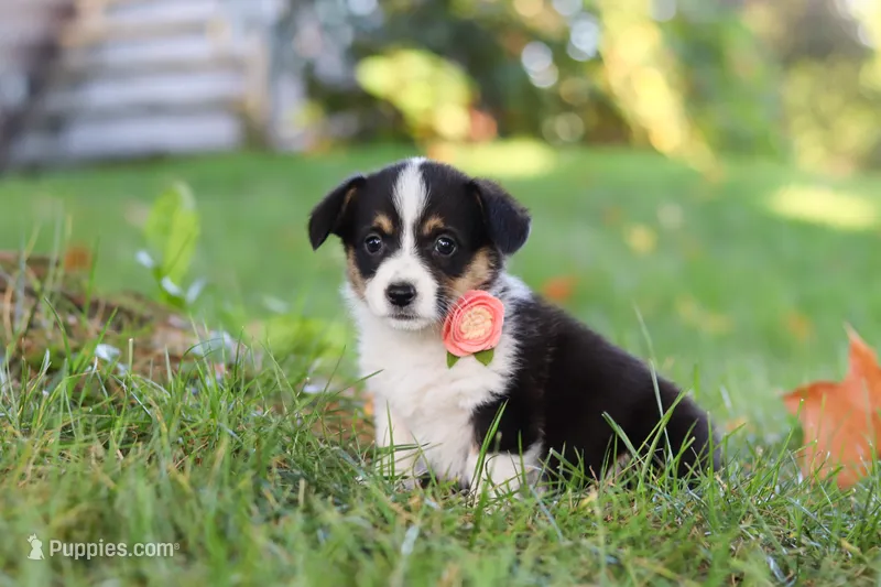 Josie – Pembroke Welsh Corgi puppy for sale in Sugarcreek, OH