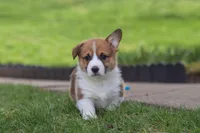 Scout, a male Pembroke Welsh Corgi for sale in Sugarcreek, OH – Photo 4 of 7