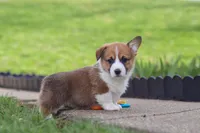 Scout, a male Pembroke Welsh Corgi for sale in Sugarcreek, OH – Photo 5 of 7