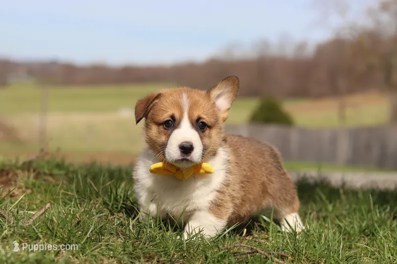 Scout – Pembroke Welsh Corgi puppy for sale in Sugarcreek, OH