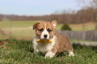 Scout, a male Pembroke Welsh Corgi for sale in Sugarcreek, OH – Photo 1 of 7