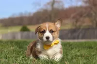 Scout, a male Pembroke Welsh Corgi for sale in Sugarcreek, OH – Photo 3 of 7