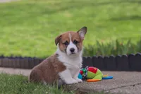 Scout, a male Pembroke Welsh Corgi for sale in Sugarcreek, OH – Photo 6 of 7