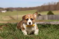 Scout, a male Pembroke Welsh Corgi for sale in Sugarcreek, OH – Photo 7 of 7