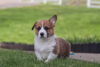 Scout, a male Pembroke Welsh Corgi for sale in Sugarcreek, OH – Photo 2 of 7