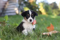Josie, a female Pembroke Welsh Corgi for sale in Sugarcreek, OH – 2 of 10