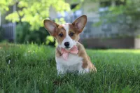 Holly, a female Pembroke Welsh Corgi for sale in Sugarcreek, OH – 5 of 6