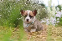 Buddy, a male Pembroke Welsh Corgi for sale in Sugarcreek, OH – 7 of 9