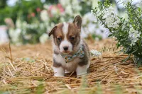 Luca, a male Pembroke Welsh Corgi for sale in Sugarcreek, OH – 6 of 10