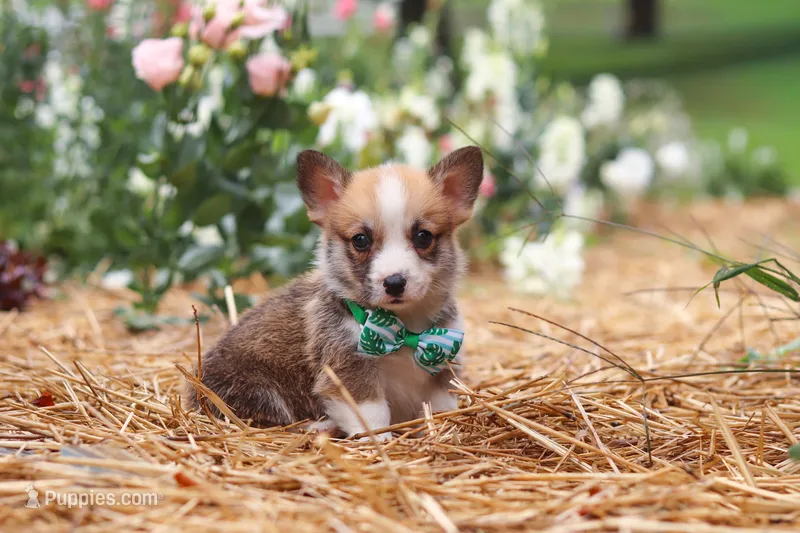 Blake – Pembroke Welsh Corgi puppy for sale in Sugarcreek, OH