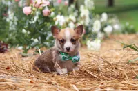 Blake, a male Pembroke Welsh Corgi for sale in Sugarcreek, OH – 1 of 10