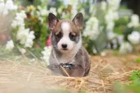 Jules, a female Pembroke Welsh Corgi for sale in Sugarcreek, OH – 5 of 10