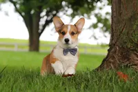 Clark, a male Pembroke Welsh Corgi for sale in Sugarcreek, OH – 6 of 8