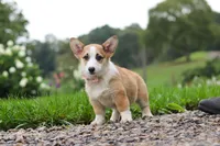 Jules, a female Pembroke Welsh Corgi for sale in Sugarcreek, OH – 6 of 10