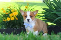Caleb, a male Pembroke Welsh Corgi for sale in Sugarcreek, OH – 7 of 9