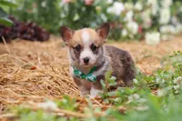 Blake, a male Pembroke Welsh Corgi for sale in Sugarcreek, OH – 4 of 10