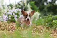 Pepper, a female Pembroke Welsh Corgi for sale in Sugarcreek, OH – 9 of 10