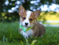 Cooper, a male Pembroke Welsh Corgi for sale in Sugarcreek, OH – Photo 9 of 10