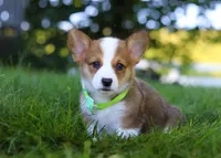Cooper, a male Pembroke Welsh Corgi for sale in Sugarcreek, OH – Photo 6 of 10