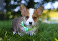 Cooper, a male Pembroke Welsh Corgi for sale in Sugarcreek, OH – Photo 2 of 10