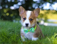 Cooper, a male Pembroke Welsh Corgi for sale in Sugarcreek, OH – Photo 1 of 10
