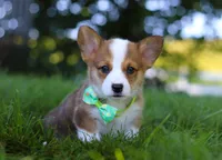 Cooper, a male Pembroke Welsh Corgi for sale in Sugarcreek, OH – Photo 3 of 10