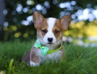 Cooper, a male Pembroke Welsh Corgi for sale in Sugarcreek, OH – Photo 8 of 10