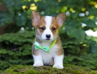 Cooper, a male Pembroke Welsh Corgi for sale in Sugarcreek, OH – Photo 5 of 10