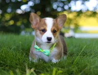 Cooper, a male Pembroke Welsh Corgi for sale in Sugarcreek, OH – Photo 10 of 10