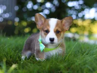 Cooper, a male Pembroke Welsh Corgi for sale in Sugarcreek, OH – Photo 7 of 10